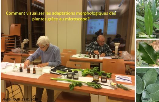 5 Atelier Microscopie 18 janvier 2018