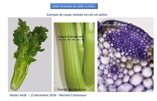 8 - Atelier Microscopie 18 janvier 2018