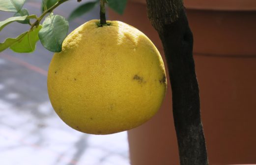 Citrus paradisi - Pomelos
