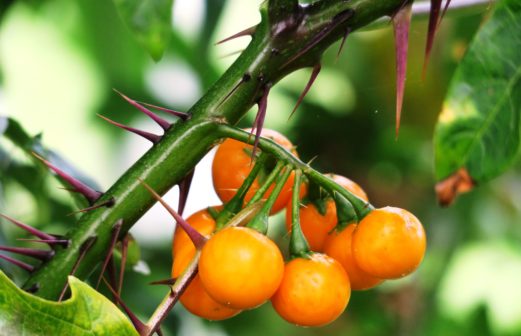 Intrus - Solanum atropurpureum