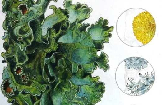 10 - Lichens Miniguide de la Salamandre