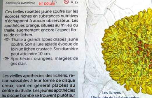 12- Xanthoria parietina – air pollué