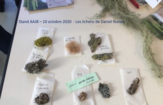 4 - Les lichens de Daniel Nunes