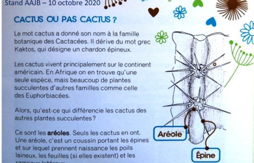 5 - Cactus ou pas cactus