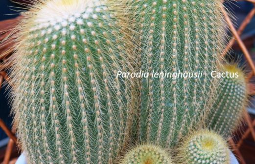6 - Parodia leninghausii cactus