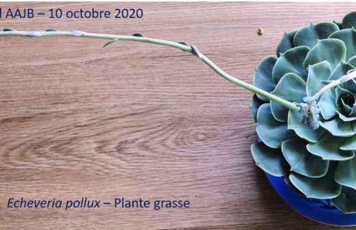 7 - Echeveria pollux - Crassulacée