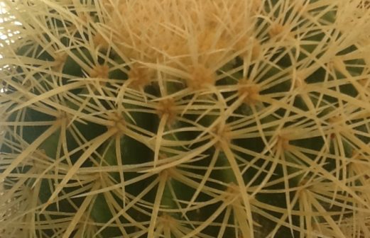 9 - Genre Mammillaria cactus