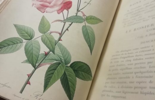 Les roses de Redouté- Bibliothèque