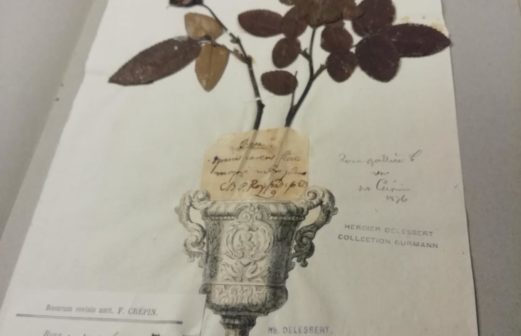 Planche d'herbier 1826