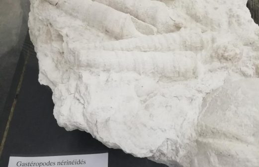 Fossiles du Jurassique supérieur - Plagne.