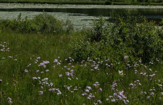 Lac de Lamoura - Dianthus superbus