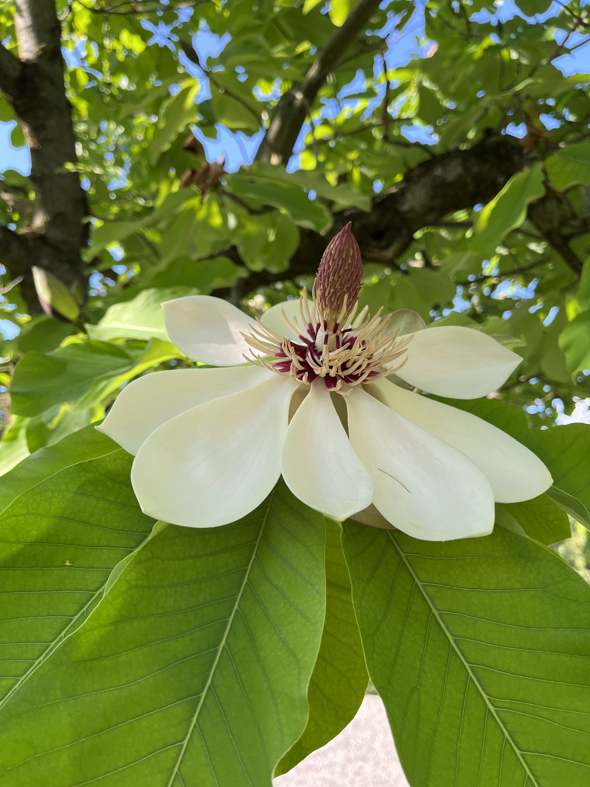 Magnolia du Japon - Magnolia hypoleuca C. Sébastian