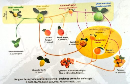 Origine des agrumes cultivées