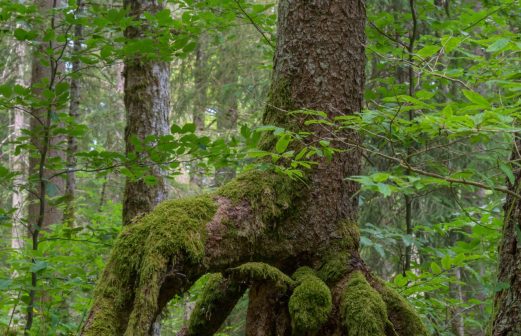 2 - Foret-des-Arses_ZFC_0974