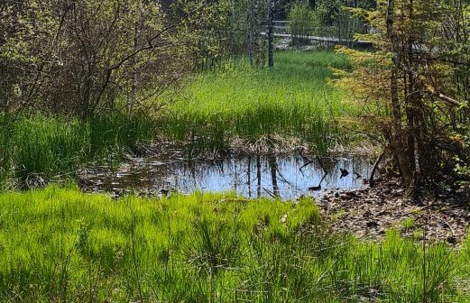 2 - Tourbières Ponts de Martel