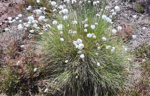 Eriophorum vaginatum