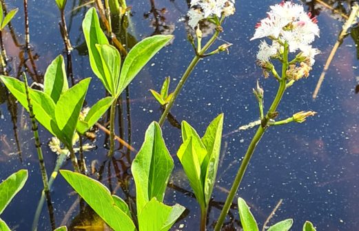 Menyanthes trifoliata