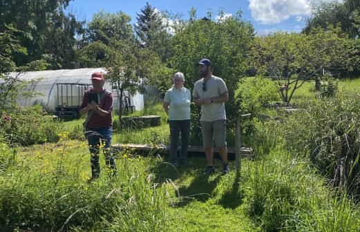 Observations des libellules et des grenouilles