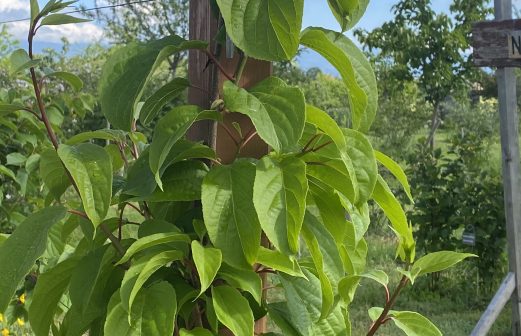 Actinidia arguta - Kiwai lucy