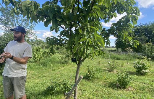 Pyrus pyrifolia