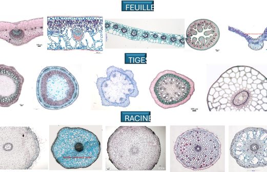 6 - Coupes 3 Organes