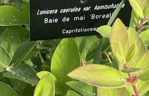 Baie de mai