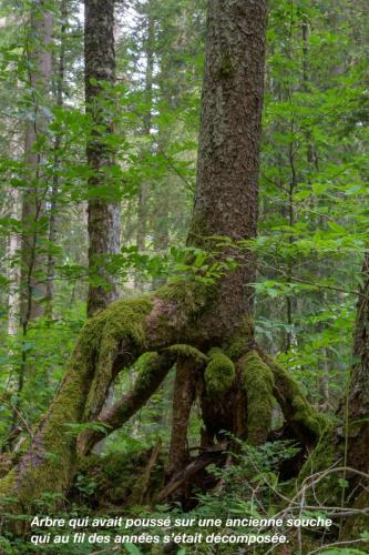 La forêt des Arses - juillet 2025