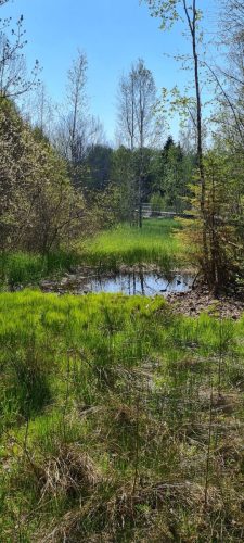 Les Tourbières aux Ponts de Martel - Mai 2025